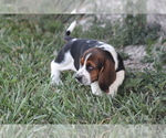 Small Photo #15 Basset Hound Puppy For Sale in MEMPHIS, MO, USA