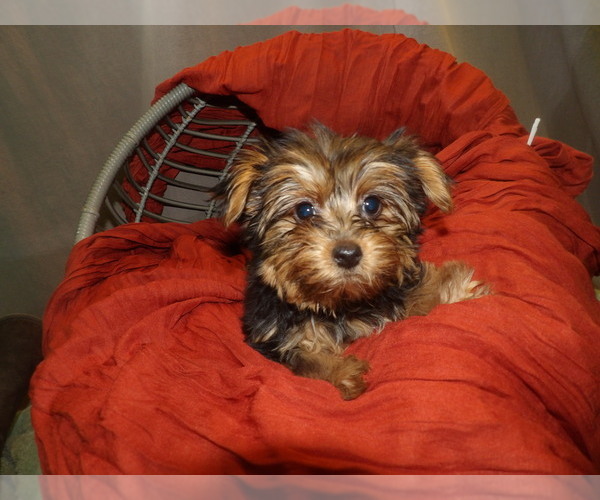Medium Photo #9 Yorkshire Terrier Puppy For Sale in PATERSON, NJ, USA