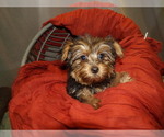 Small Photo #9 Yorkshire Terrier Puppy For Sale in PATERSON, NJ, USA