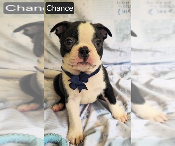 Medium Photo #10 Boston Terrier Puppy For Sale in MINERAL WELLS, WV, USA