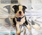 Small #9 Boston Terrier