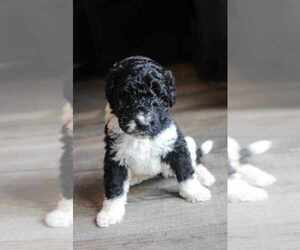 Saint Berdoodle Puppy for sale in COVINGTON, LA, USA