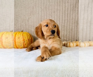 Golden Retriever Puppy for sale in INDIANAPOLIS, IN, USA