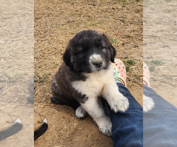 Medium Photo #1 Anatolian Shepherd Puppy For Sale in CUMBY, TX, USA