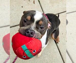 Mutt Dogs for adoption in Sacramento, CA, USA