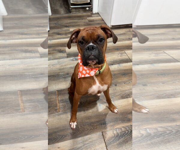 Medium Photo #1 Boxer Puppy For Sale in Woodbury, MN, USA