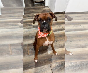 Boxer Dogs for adoption in Woodbury, MN, USA