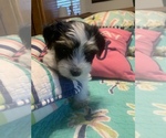 Small Photo #6 Morkie Puppy For Sale in FORT WORTH, TX, USA
