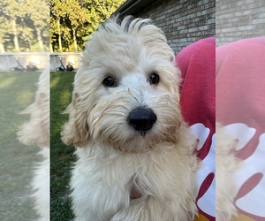 Cavapoo Puppy for Sale in NIANGUA, Missouri USA