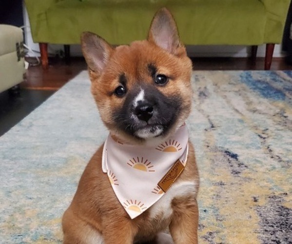 Medium Photo #1 Shiba Inu Puppy For Sale in GERMANTOWN, MD, USA