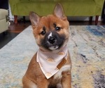 Small Photo #1 Shiba Inu Puppy For Sale in GERMANTOWN, MD, USA