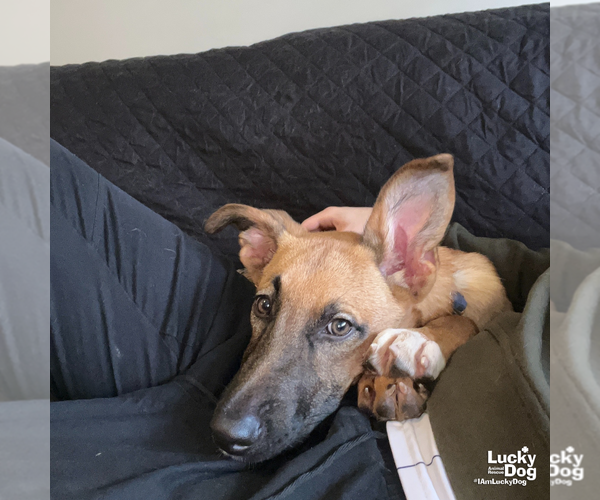 Medium Photo #7 Black Mouth Cur-Unknown Mix Puppy For Sale in Washington, DC, USA