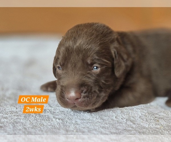 Medium Photo #1 Labrador Retriever Puppy For Sale in EDGEWOOD, TX, USA