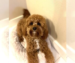 Cavapoo Puppy for sale in PORT ANGELES, WA, USA