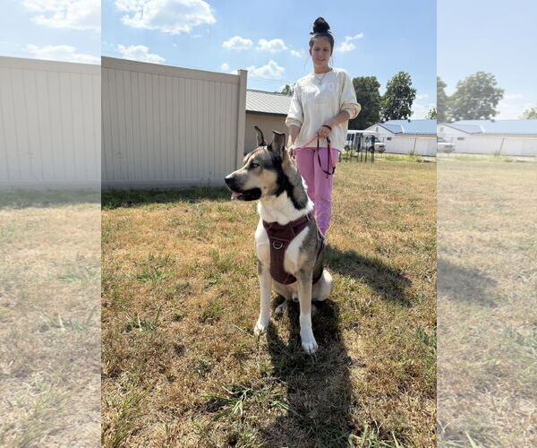 Medium Photo #5 Akita-Siberian Husky Mix Puppy For Sale in Corning, AR, USA