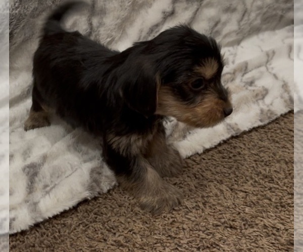Medium Photo #11 Yorkshire Terrier Puppy For Sale in MOUNT CARMEL, PA, USA