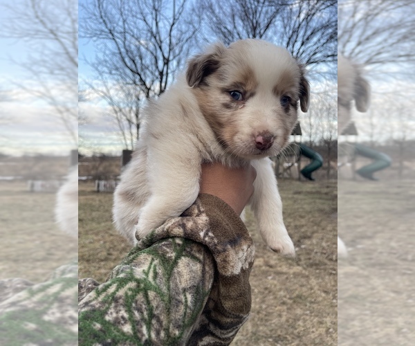 Medium Photo #1 Australian Shepherd Puppy For Sale in TOLEDO, IL, USA