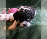 Small #12 Goldendoodle mix (+ Poodle Miniature)