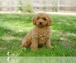 Small #4 Cock-A-Poo-Poodle (Miniature) Mix