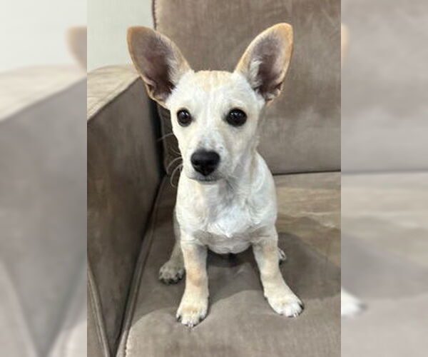 Medium Photo #1 Chihuahua-Unknown Mix Puppy For Sale in Fremont, CA, USA