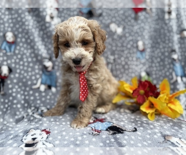 Medium Photo #6 Cock-A-Poo Puppy For Sale in LAKELAND, FL, USA