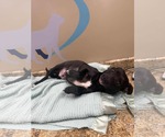 Small #2 Dachshund Mix