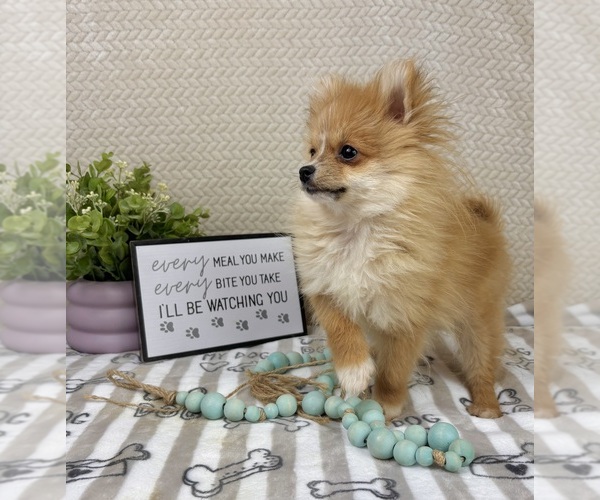 Medium Photo #2 Pomeranian Puppy For Sale in INDIANAPOLIS, IN, USA