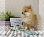 Small #1 Pomeranian