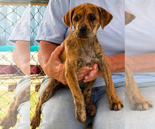 Medium Photo #1 Boxer-Retriever  Mix Puppy For Sale in Rustburg, VA, USA