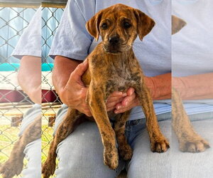 Boxer-Retriever  Mix Dogs for adoption in Rustburg, VA, USA