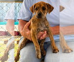 Small Boxer-Retriever  Mix