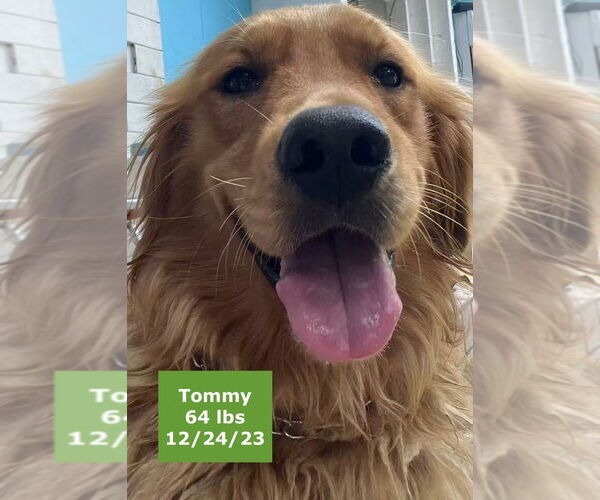 Medium Photo #4 Golden Retriever Puppy For Sale in West Hollywood, CA, USA