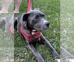 Small #29 Boxer Mix