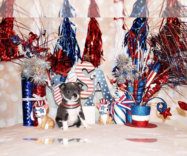 Medium Photo #2 Chihuahua Puppy For Sale in CHARLESTON, AR, USA