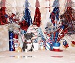Small Photo #81 Chihuahua Puppy For Sale in CHARLESTON, AR, USA