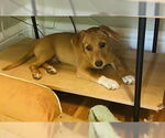 Small #1 Dachshund Mix