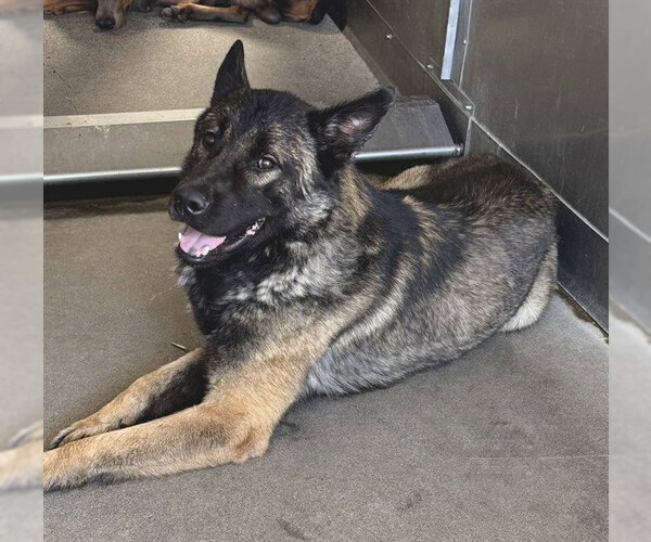 Medium Photo #2 Akita-German Shepherd Dog Mix Puppy For Sale in San Bernardino, CA, USA