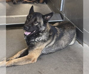 DANI BOY - Male Akita-German Shepherd Dog Mix Dog for Adoption - Photo #2