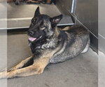 Small Photo #2 Akita-German Shepherd Dog Mix Puppy For Sale in San Bernardino, CA, USA