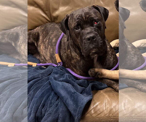Medium Photo #3 Mastiff Puppy For Sale in Goodyear, AZ, USA
