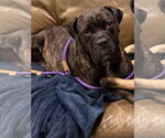 Small #2 Mastiff