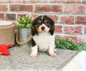 Cavalier King Charles Spaniel Puppy for sale in SYRACUSE, IN, USA