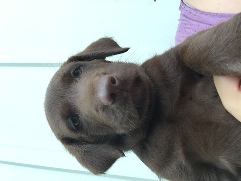 Medium Photo #1 Labrador Retriever Puppy For Sale in LITITZ, PA, USA