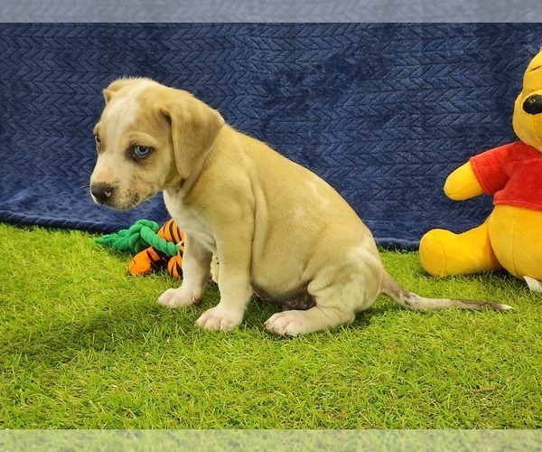 Medium Photo #5 Catahoula Leopard Dog Puppy For Sale in CUMBY, TX, USA
