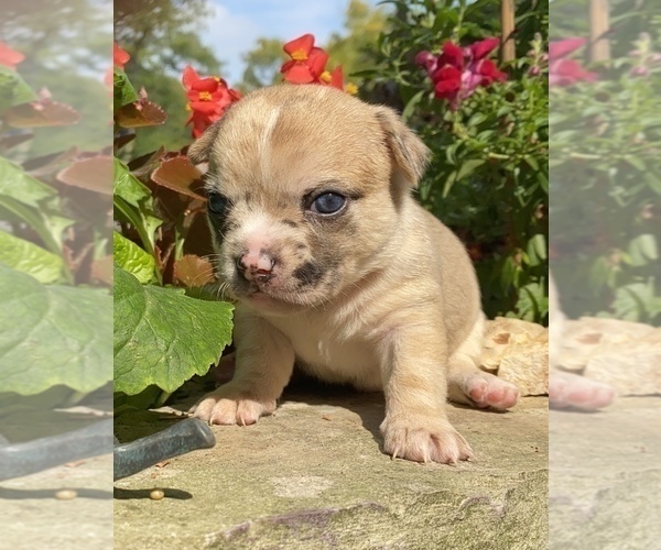 Medium Photo #25 Bullhuahua-Chihuahua Mix Puppy For Sale in RAWSONVILLE, MI, USA