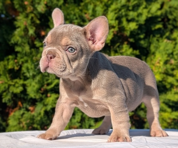 Medium Photo #39 French Bulldog Puppy For Sale in GOSHEN, IN, USA