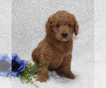 Small Photo #3 Goldendoodle (Miniature) Puppy For Sale in STANLEY, WI, USA