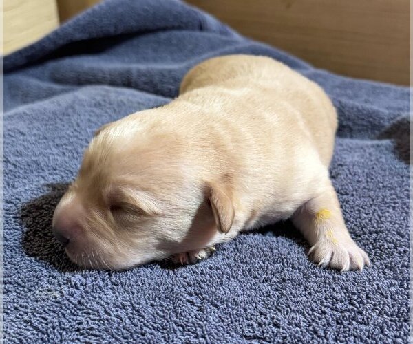 Medium Photo #1 Labrador Retriever Puppy For Sale in HIGH POINT, NC, USA