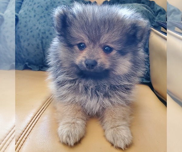 Medium Photo #7 Pomeranian Puppy For Sale in SAINT PAUL, MN, USA