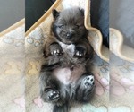 Small Pomsky
